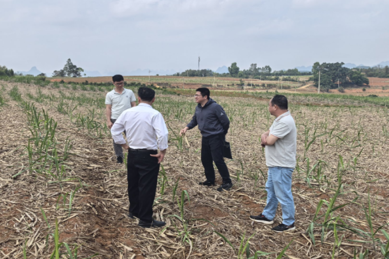 自治区农机中心赴崇左市开展机收作业补贴政策工作指导