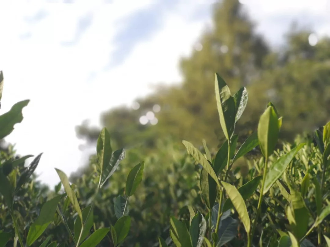 浙江省农业农村厅关于中央农机创新产品（茶叶初加工成套设施装备）农机购置与应用补贴的通告